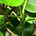 Aegialitis annulata (Club Mangrove)　Plumbaginaceae<br />Canon EOS 6D + EF70-200 F4L